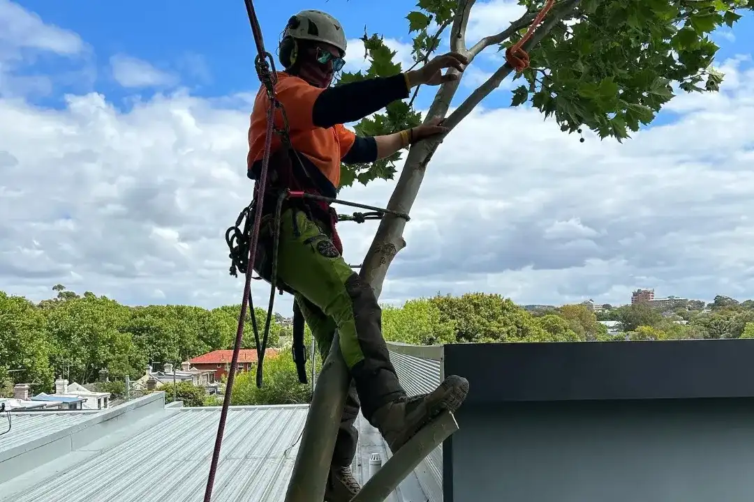 Arborist Report Brisbane