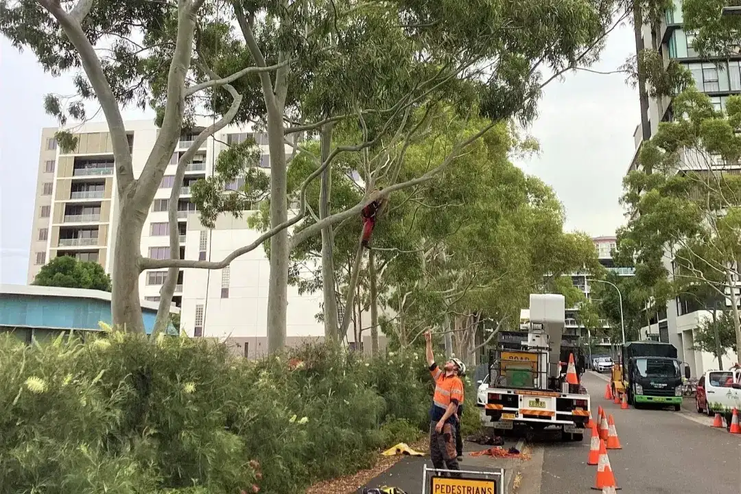 Arborist Report Brisbane