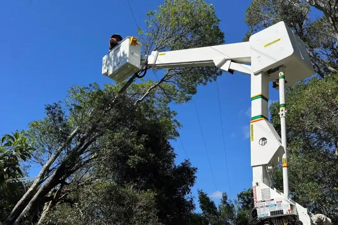Tree Pruning Brisbane