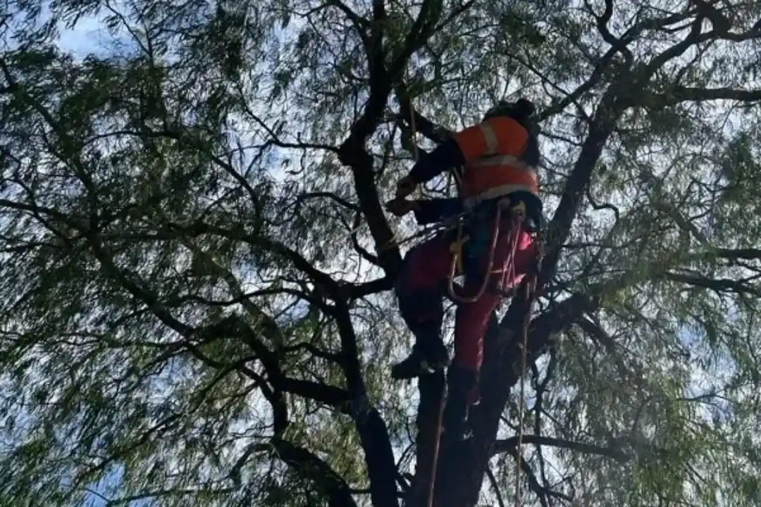 Tree Pruning Brisbane