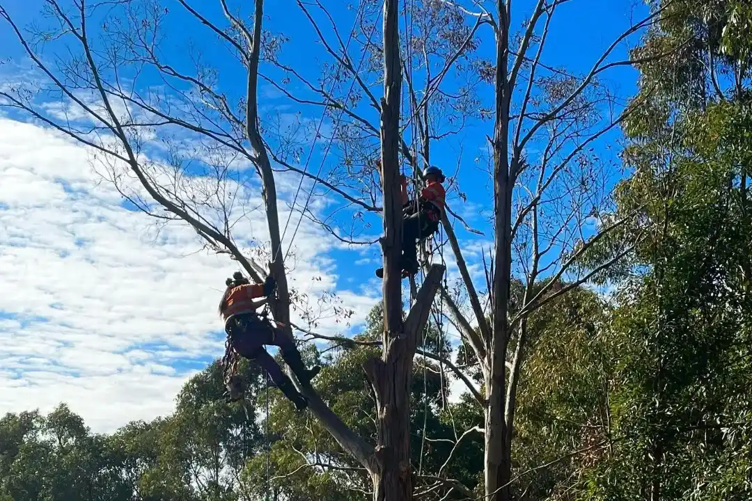 Tree Pruning Brisbane