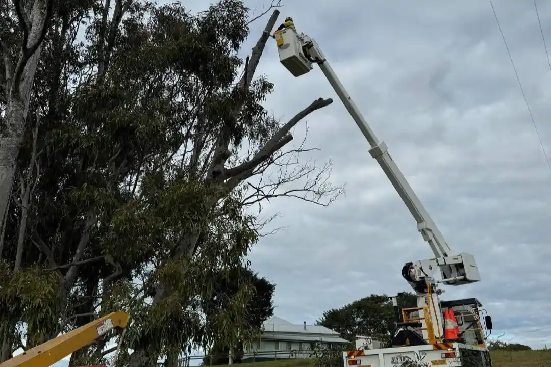 Tree Pruning Brisbane