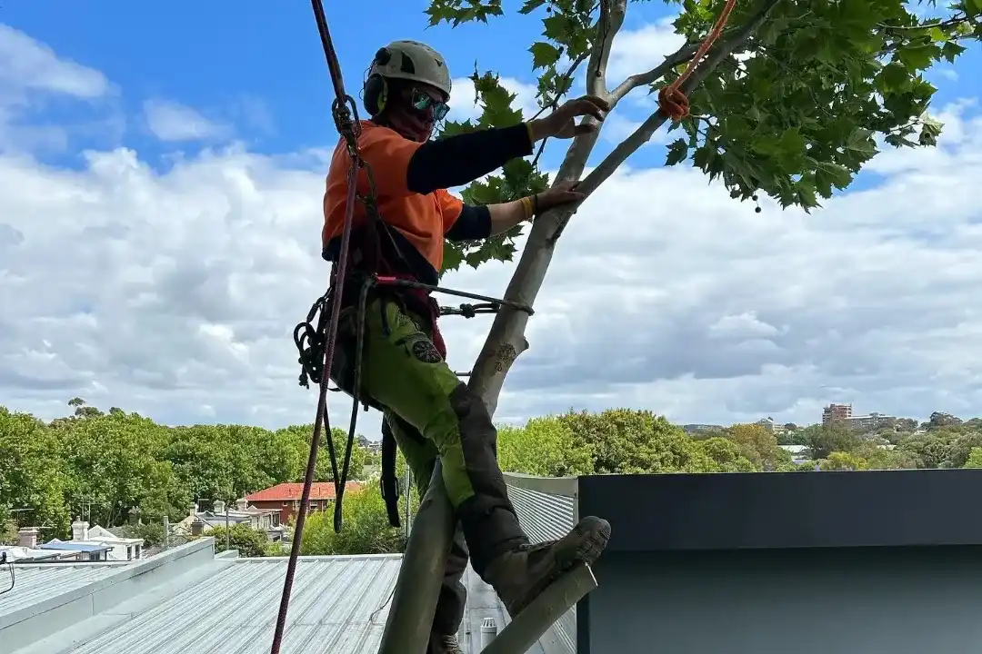 Tree Pruning Brisbane