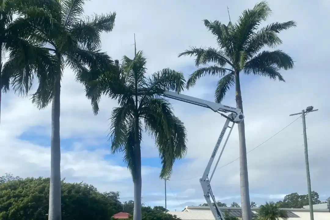 Tree Pruning Brisbane