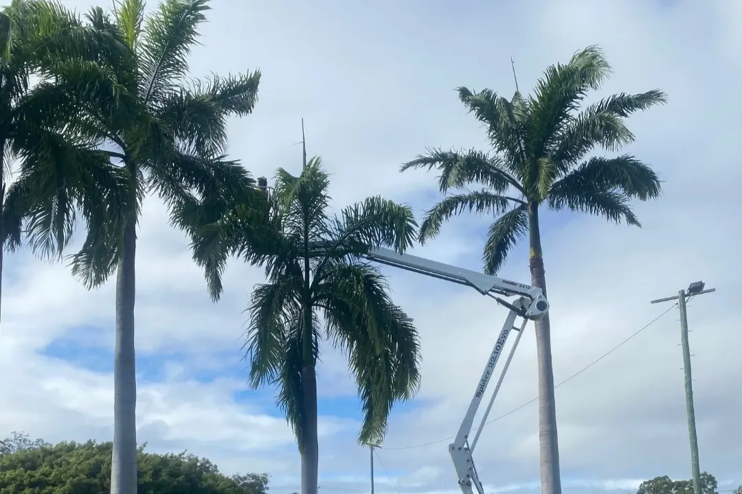 Tree Removal Brisbane