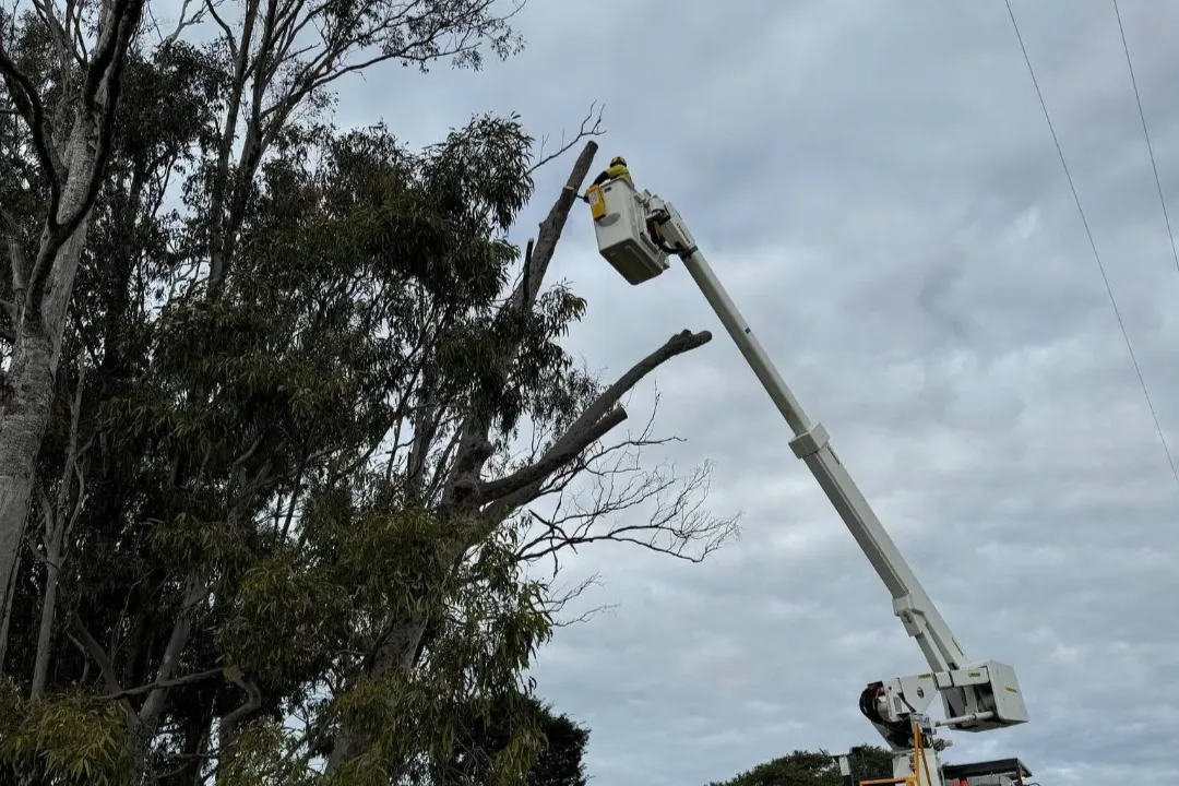 Tree Removal Brisbane