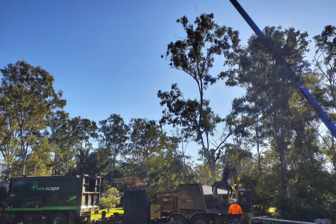 Tree Removal Brisbane